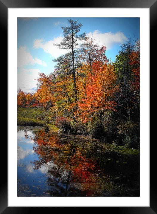 colorfull maine Framed Mounted Print by dale rys (LP)