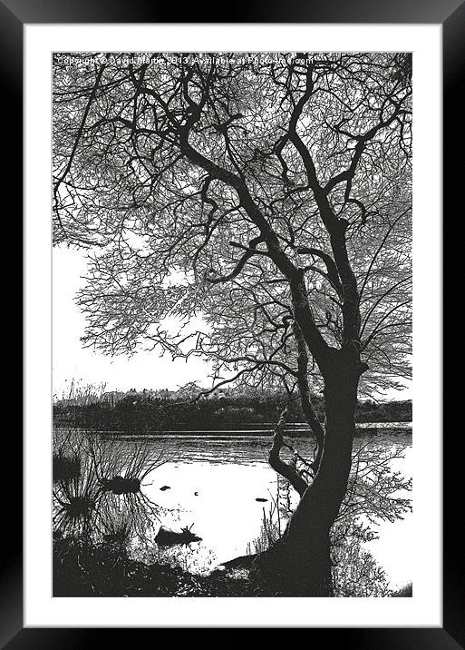 The tree Burrator Framed Mounted Print by David Martin