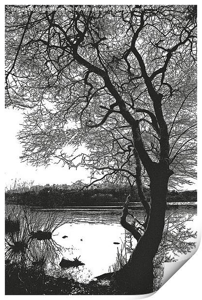 The tree Burrator Print by David Martin