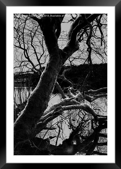 The Tree Burrator Framed Mounted Print by David Martin