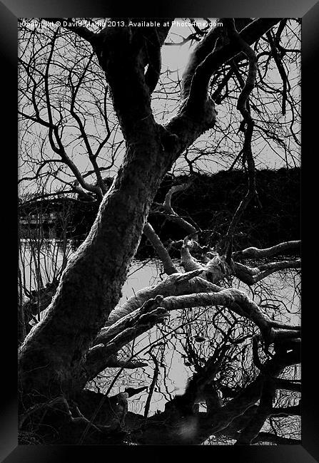 The Tree Burrator Framed Print by David Martin
