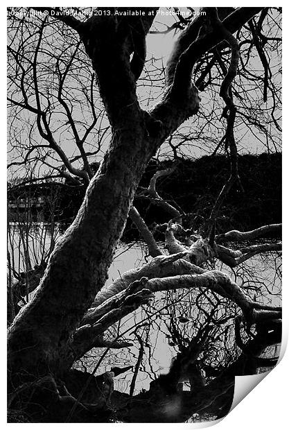 The Tree Burrator Print by David Martin