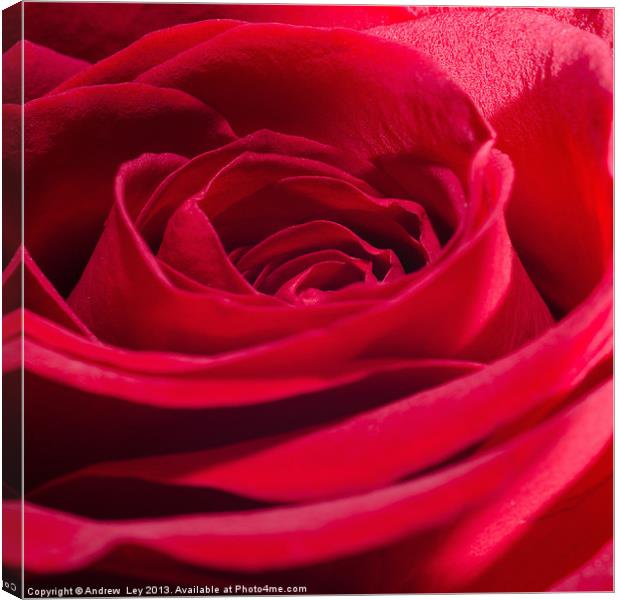 Red Rose Close up Canvas Print by Andrew Ley