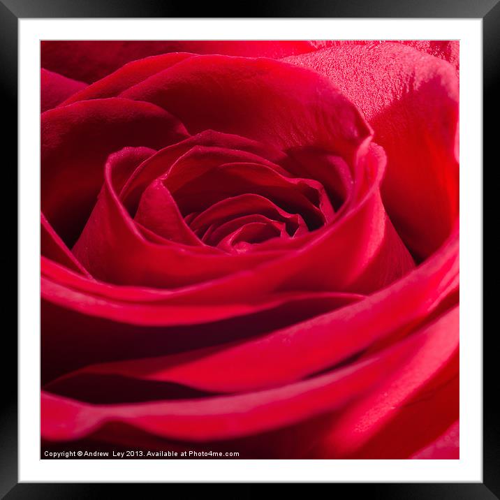 Red Rose Close up Framed Mounted Print by Andrew Ley