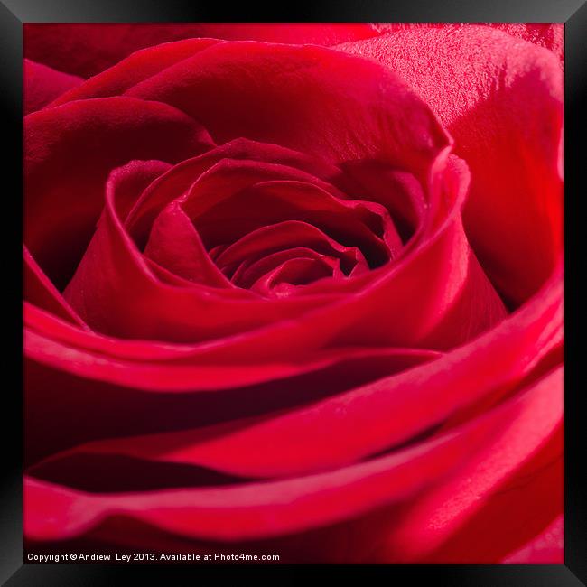 Red Rose Close up Framed Print by Andrew Ley