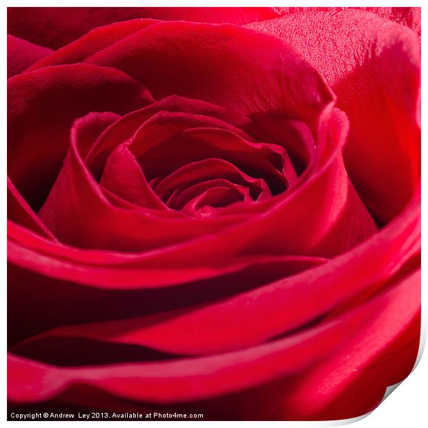 Red Rose Close up Print by Andrew Ley