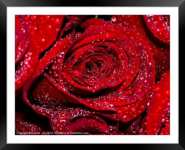 Red Rose with water drops Framed Mounted Print by Andrew Ley