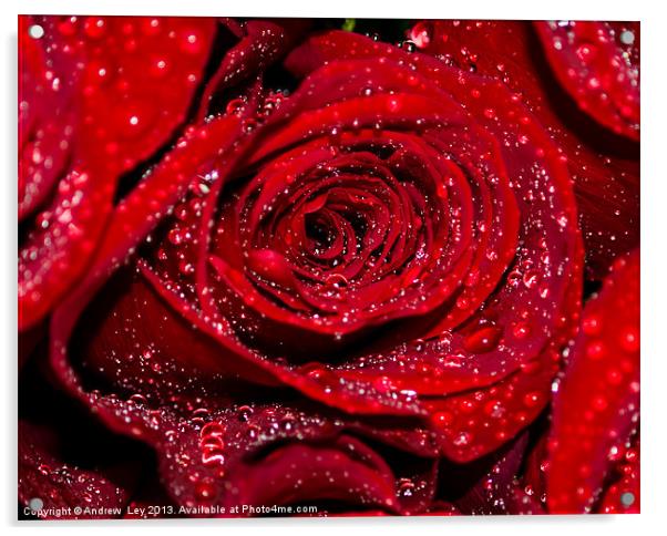 Red Rose with water drops Acrylic by Andrew Ley