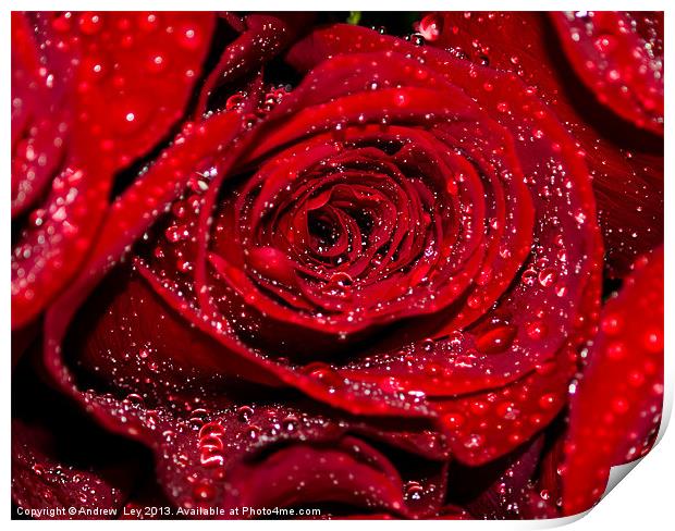 Red Rose with water drops Print by Andrew Ley