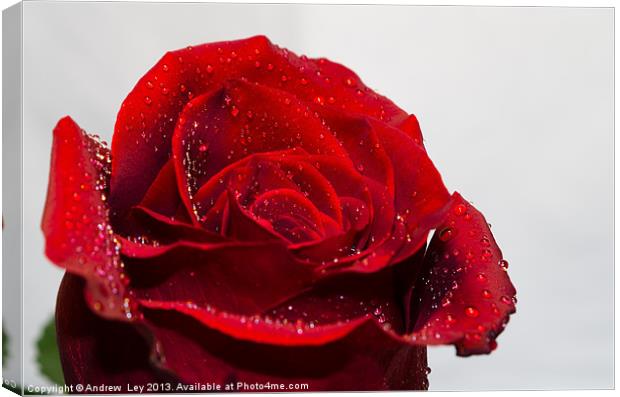 Red Rose and water droplets Canvas Print by Andrew Ley