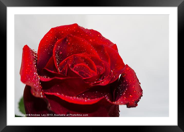 Red Rose and water droplets Framed Mounted Print by Andrew Ley
