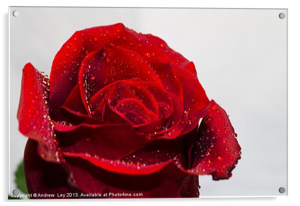 Red Rose and water droplets Acrylic by Andrew Ley