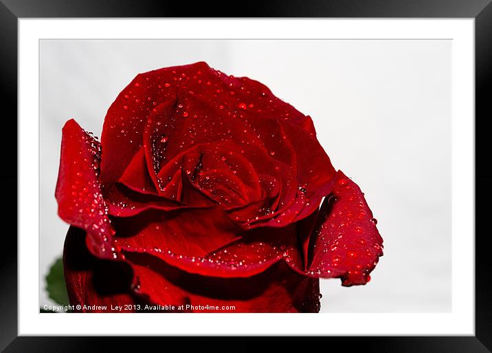 Red Rose and water drops Framed Mounted Print by Andrew Ley
