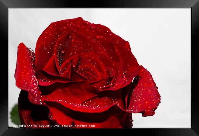 Red Rose and water drops Framed Print by Andrew Ley