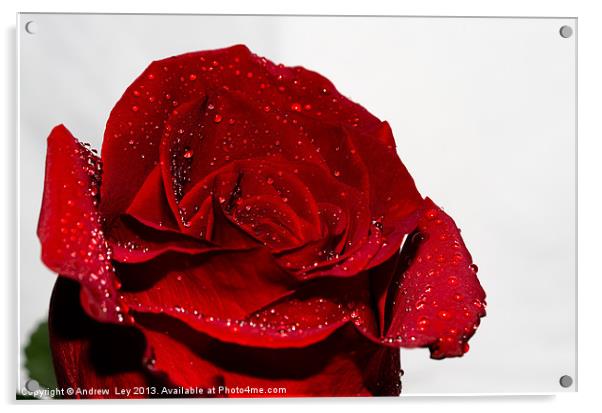 Red Rose and water drops Acrylic by Andrew Ley