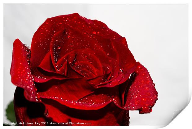 Red Rose and water drops Print by Andrew Ley