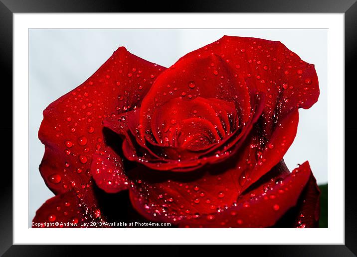 Water drops on red rose Framed Mounted Print by Andrew Ley