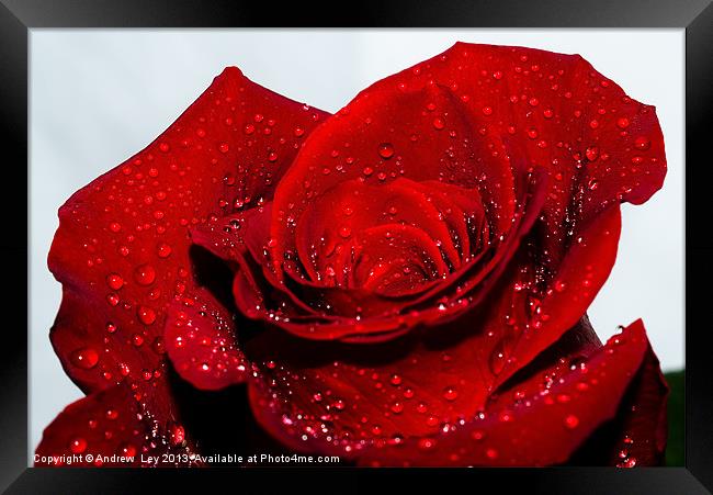 Water drops on red rose Framed Print by Andrew Ley
