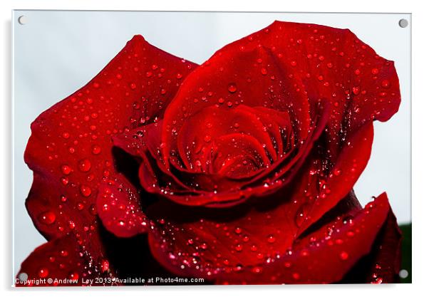 Water drops on red rose Acrylic by Andrew Ley