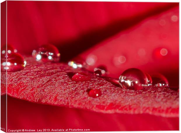 Water drops on Red rose Canvas Print by Andrew Ley