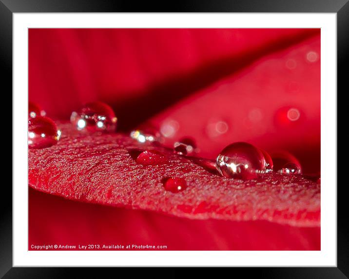 Water drops on Red rose Framed Mounted Print by Andrew Ley