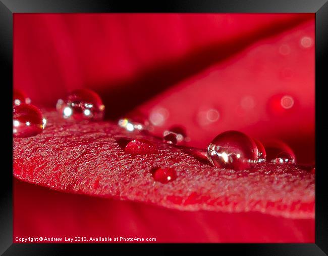 Water drops on Red rose Framed Print by Andrew Ley