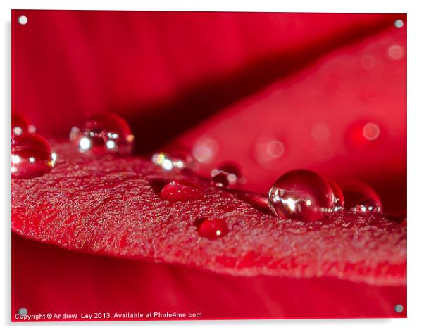 Water drops on Red rose Acrylic by Andrew Ley