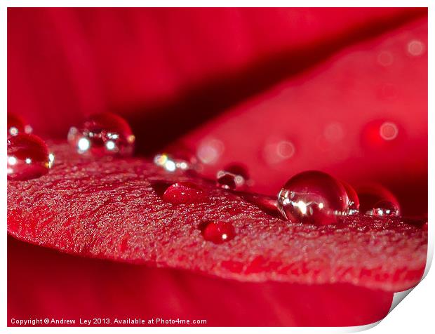 Water drops on Red rose Print by Andrew Ley