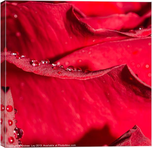 Rose petal and water drops Canvas Print by Andrew Ley