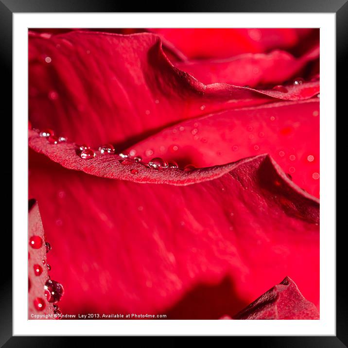 Rose petal and water drops Framed Mounted Print by Andrew Ley