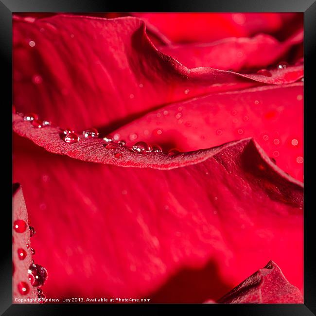 Rose petal and water drops Framed Print by Andrew Ley