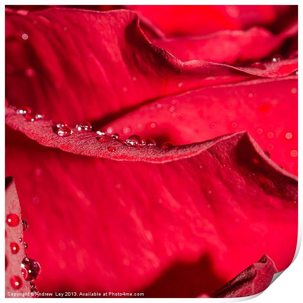 Rose petal and water drops Print by Andrew Ley