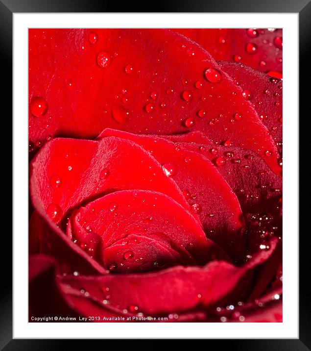 Roses and Water Framed Mounted Print by Andrew Ley
