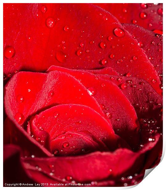 Roses and Water Print by Andrew Ley