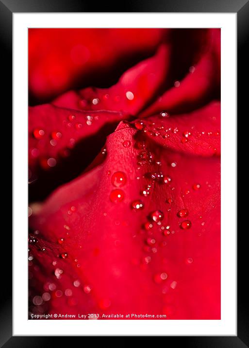 Water on Red Rose petal Framed Mounted Print by Andrew Ley