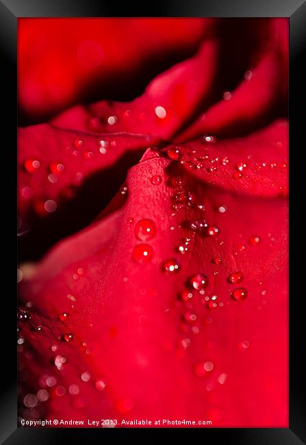 Water on Red Rose petal Framed Print by Andrew Ley