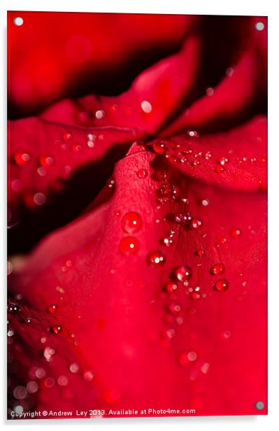 Water on Red Rose petal Acrylic by Andrew Ley