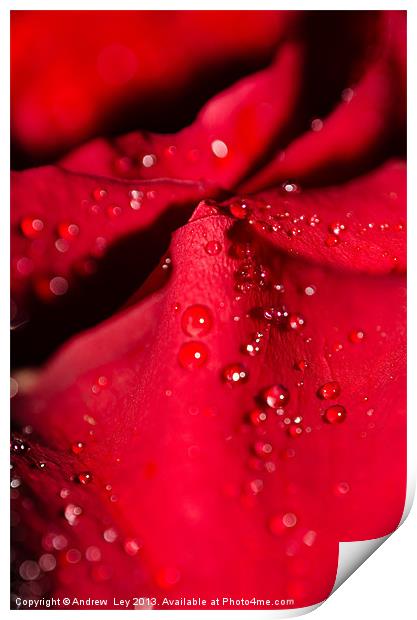 Water on Red Rose petal Print by Andrew Ley