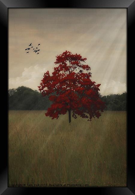 A TREE IN AUTUMN Framed Print by Tom York