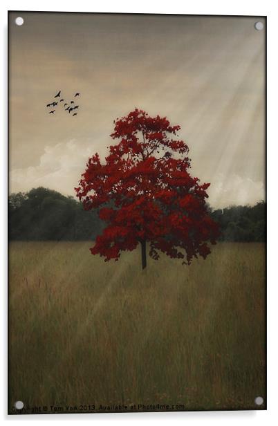 A TREE IN AUTUMN Acrylic by Tom York