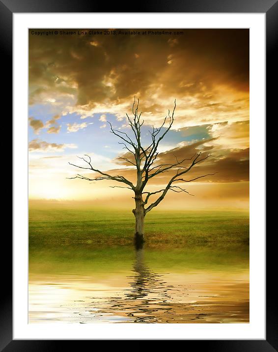 Sunset tree Framed Mounted Print by Sharon Lisa Clarke