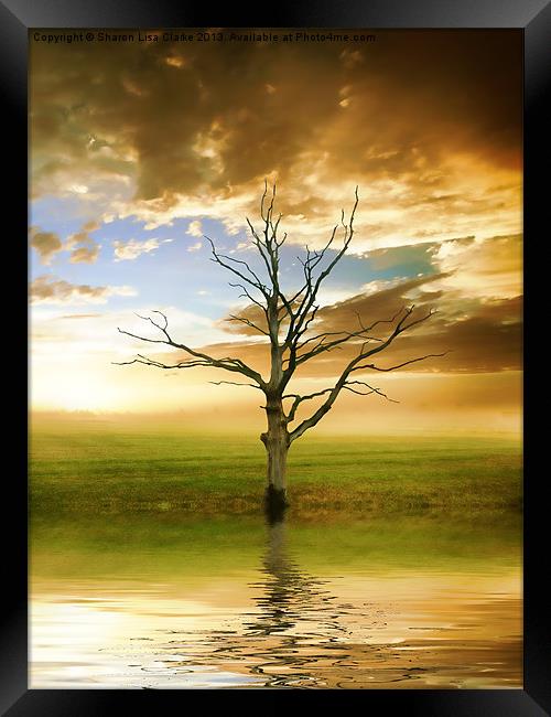 Sunset tree Framed Print by Sharon Lisa Clarke