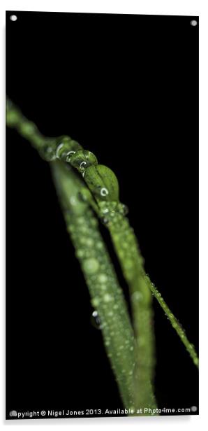 Grass After The Rain Acrylic by Nigel Jones