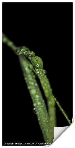 Grass After The Rain Print by Nigel Jones