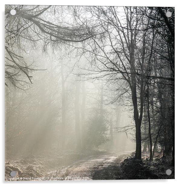 Misty Forest Sunrise Acrylic by David Tinsley