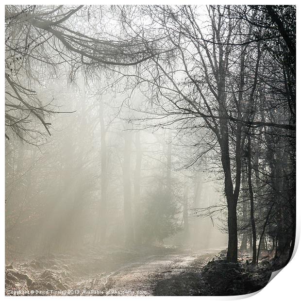 Misty Forest Sunrise Print by David Tinsley