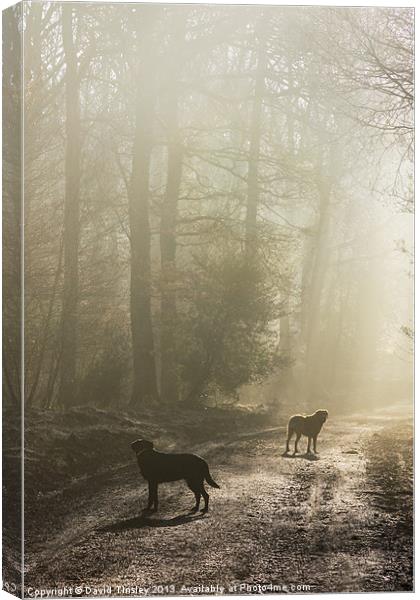 Misty Woodland Walk Canvas Print by David Tinsley