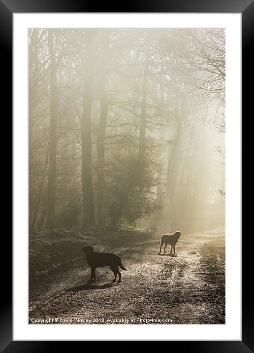 Misty Woodland Walk Framed Mounted Print by David Tinsley