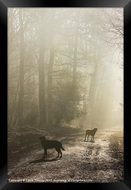 Misty Woodland Walk Framed Print by David Tinsley