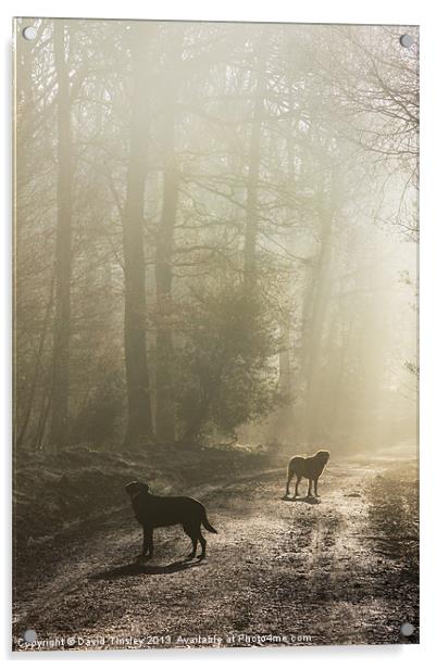 Misty Woodland Walk Acrylic by David Tinsley